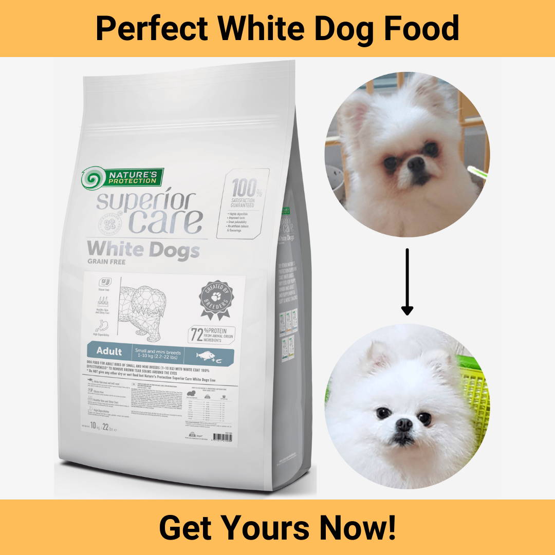 Blog post / Dog food SuperiorCare.Pet